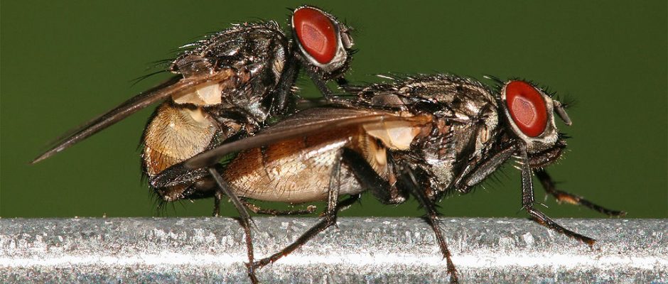 1024px-Housefly_mating