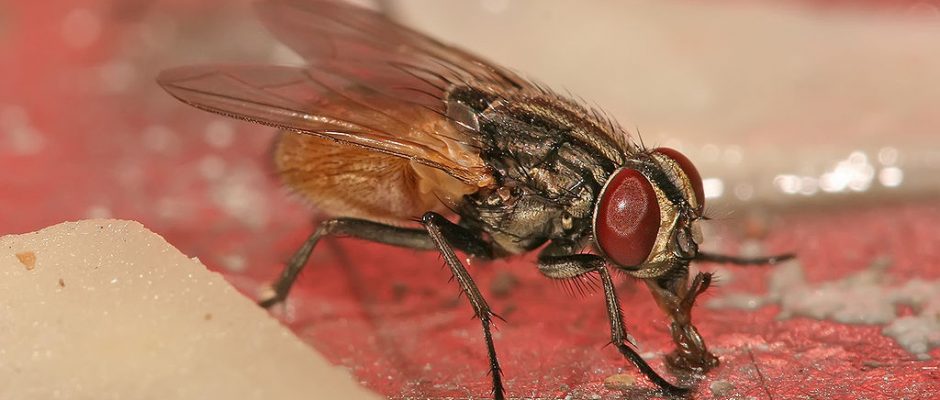 1024px-Musca_domestica_housefly