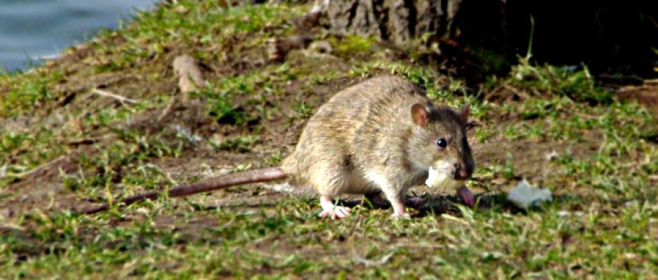 rat-gris-2