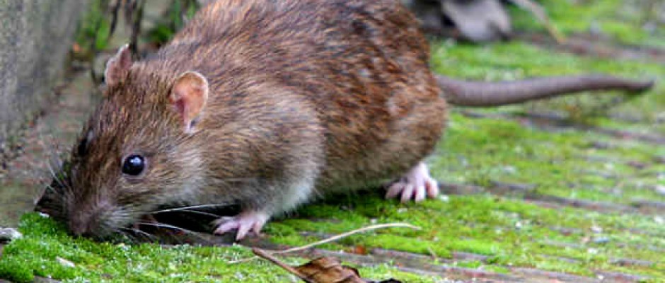 rat-gris