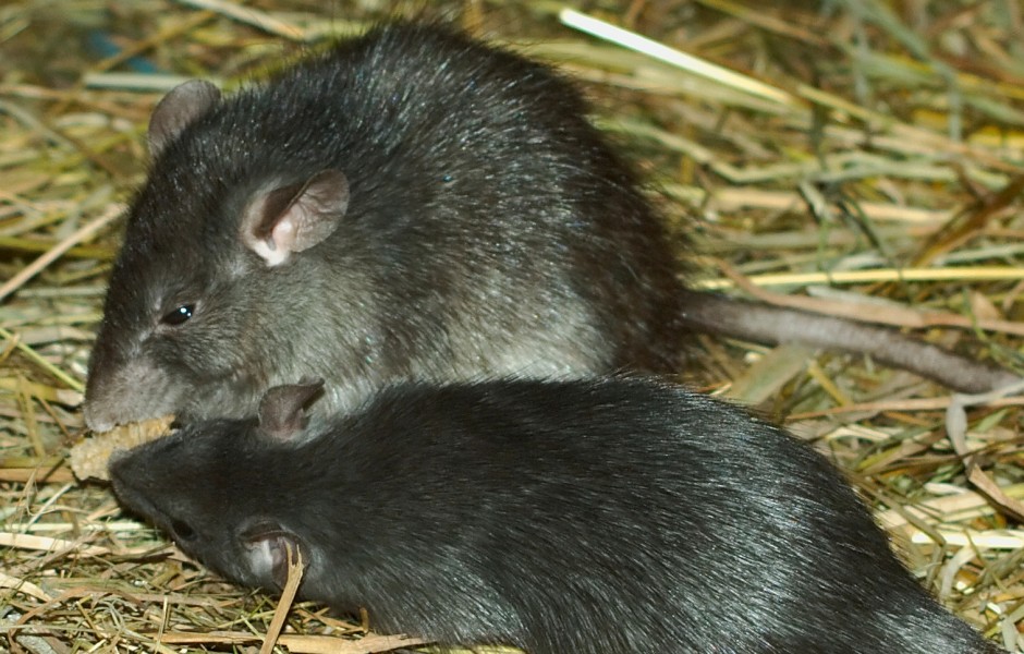 __rat_noir_1