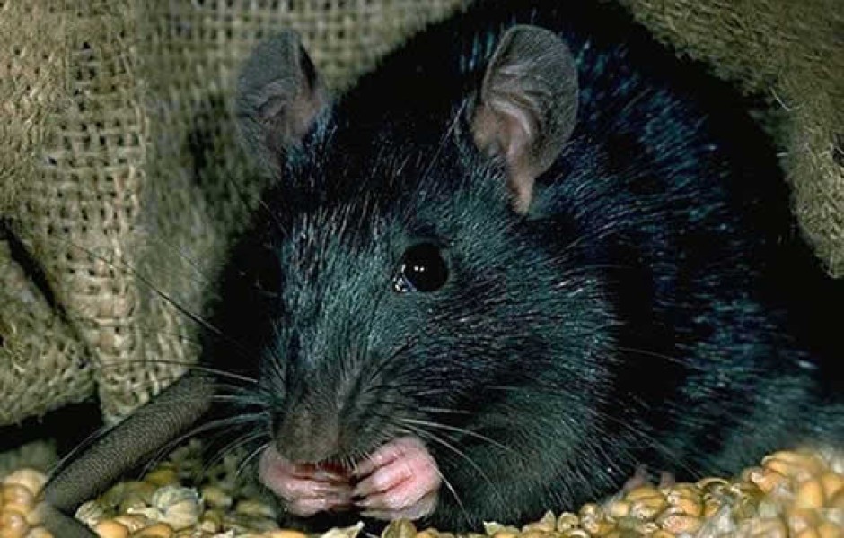__rat_noir_2