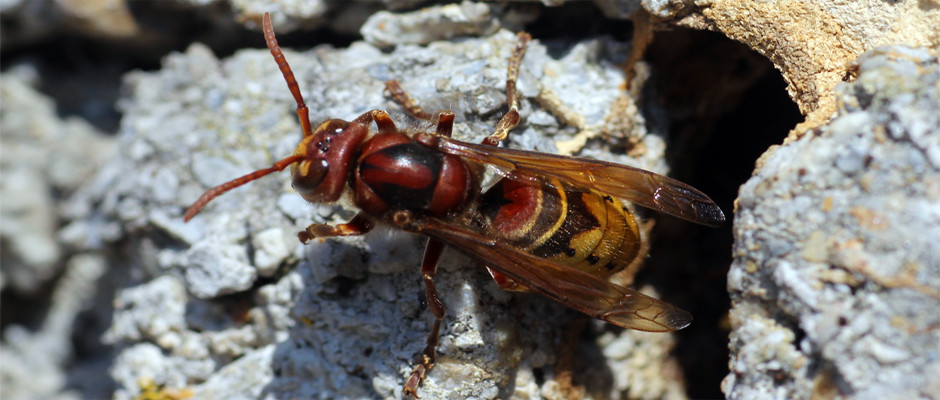 frelon-2
