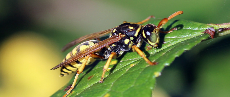 guêpe-2