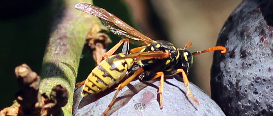 guêpe-4