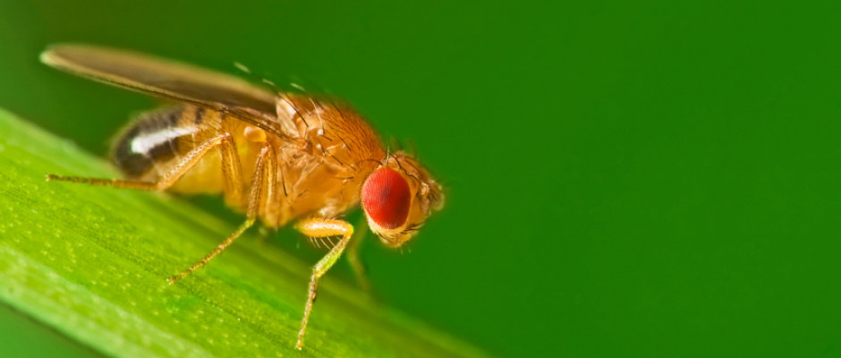 mouche-1