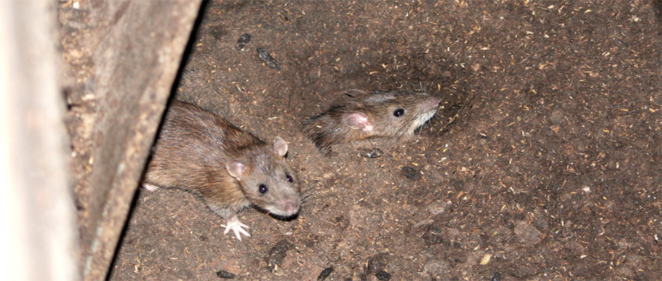 rats-gris-1