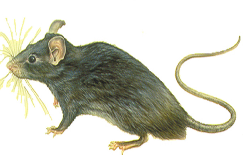 rats-noir-1