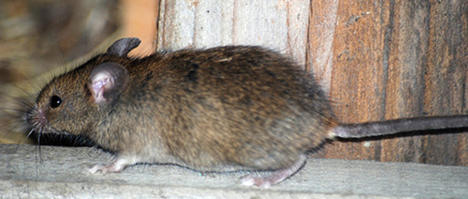souris-grise-1