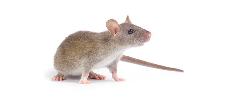 souris-grise-2