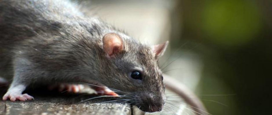 rat-gris-3